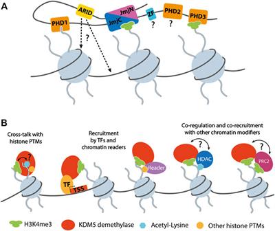 Functions and Interactions of Mammalian KDM5 Demethylases